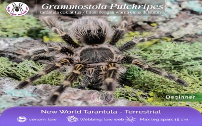 grammostola pulchripes Juvenile 5 cm tarantula